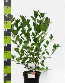 Isomarja-aronia