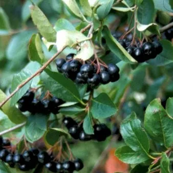 Isomarja-aronia