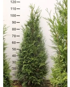 Jättituija