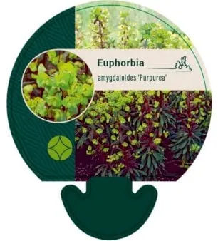 Maitiaisruoho